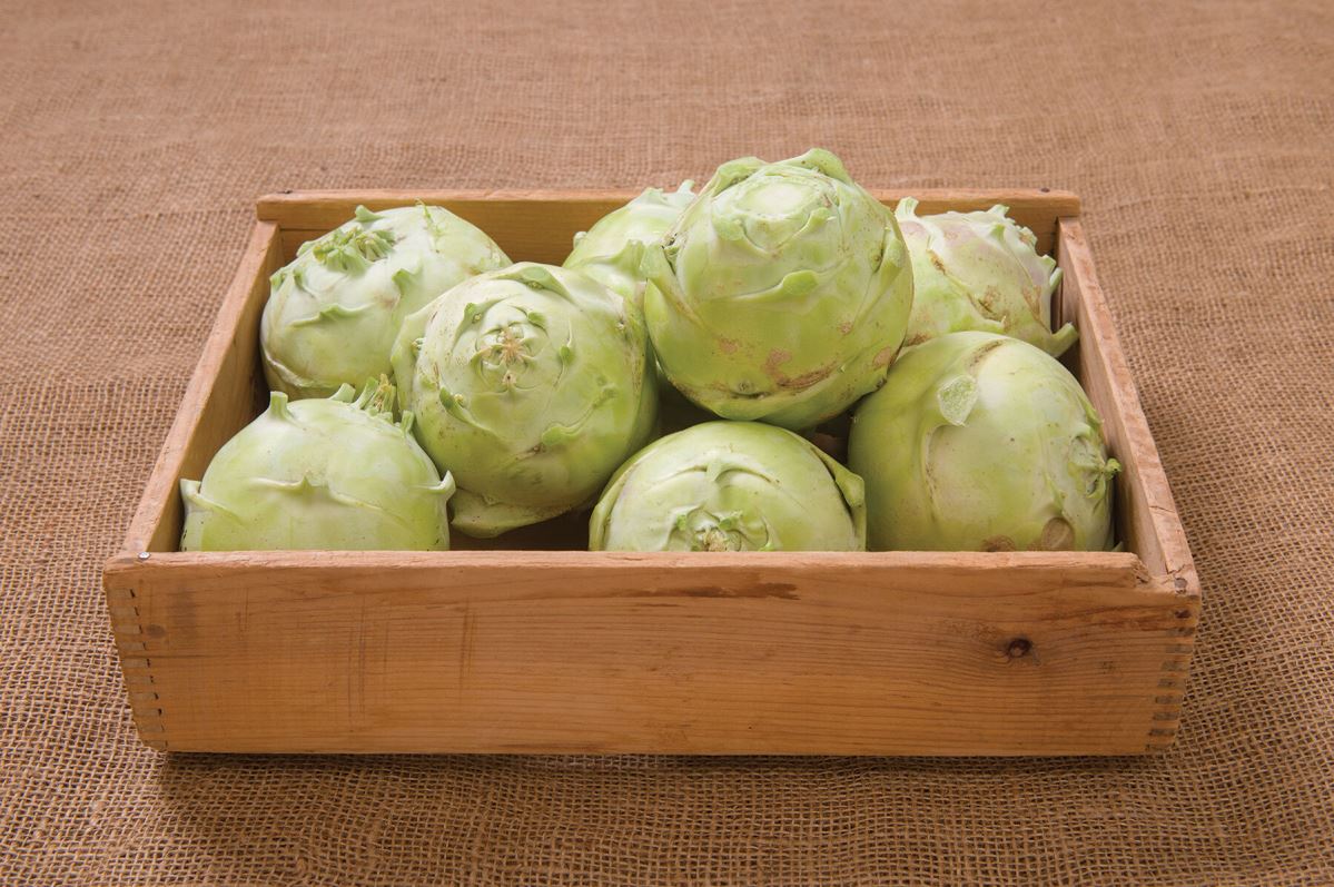 Kossak – Organic Kohlrabi Seed